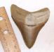 Aurora Megalodon Tooth